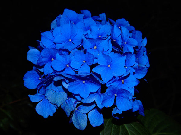Feeling blue? Wear blue.