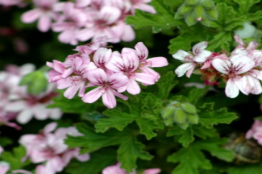 Rose Geranium Hydrosol