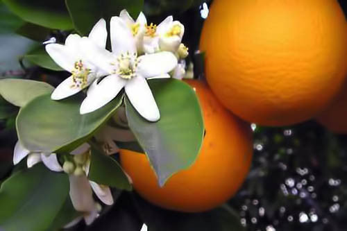 Orange Blossom Hydrosol (Neroli)