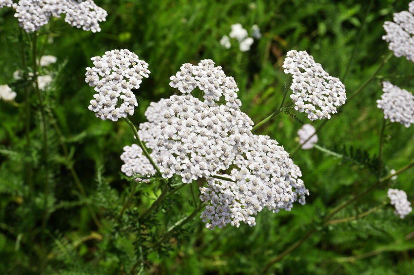 Yarrow Hydrosol