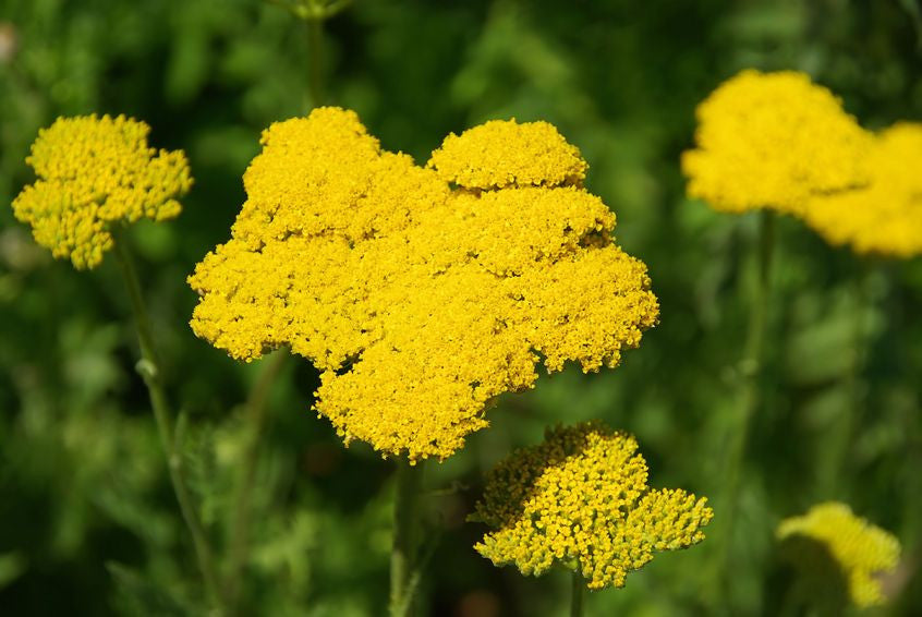 Yarrow Hydrosol